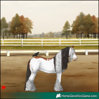 Horse Color:White Spotted Bay Frame