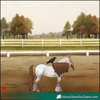 Horse Color:Red Dun Roan Appaloosa 