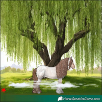 Horse Color:Red Dun Roan Appaloosa
