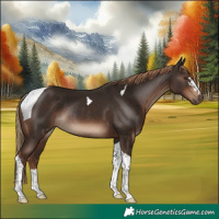 Horse Color:Liver Chestnut Tobiano Rabicano 