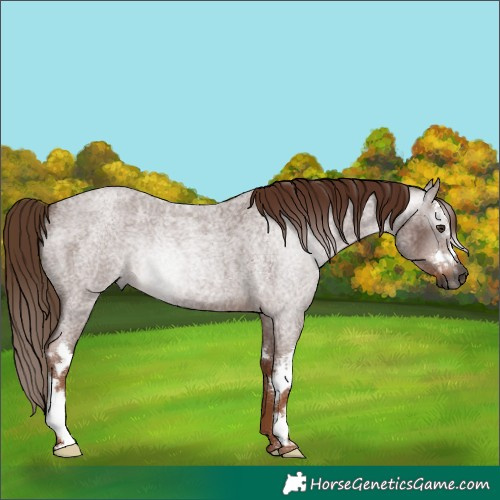 Horse Color:Gray White Spotted Red Roan 