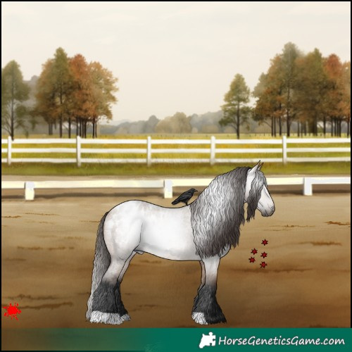Horse Color:Gray Bay Roan Dun Appaloosa 