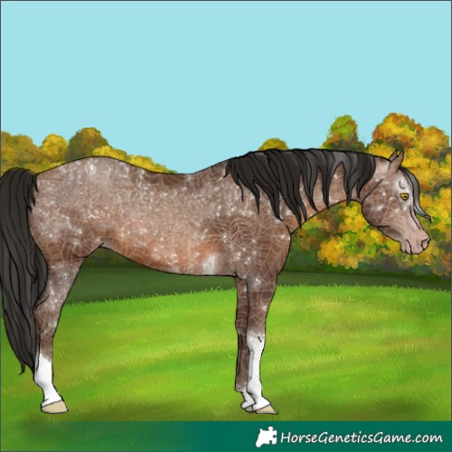 Horse Color:Unknown 