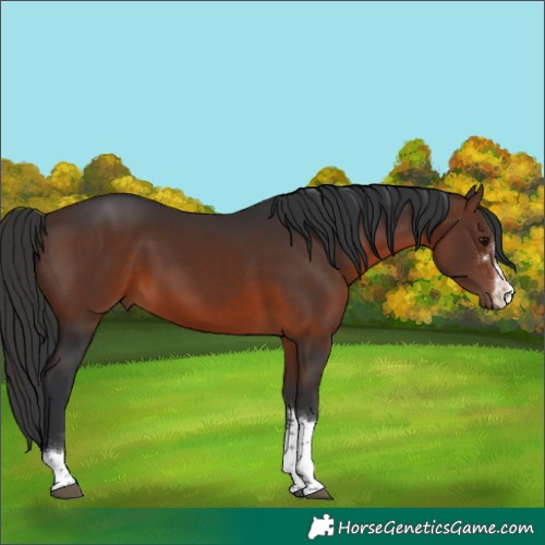 Horse Color:Brown 