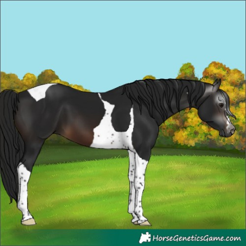 Horse Color:Gray Brown Tobiano 