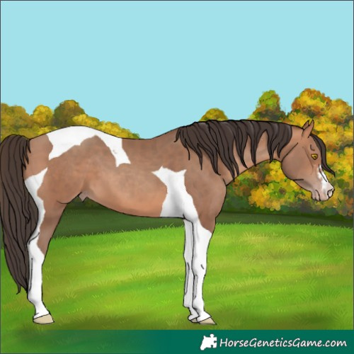 Horse Color:Amber Champagne Tobiano 