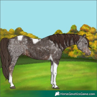 Horse Color:Liver Chestnut Tobiano 