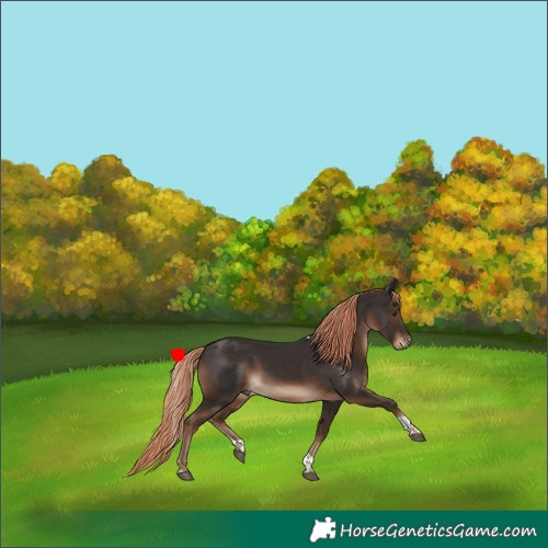 Horse Color:Liver Chestnut Tobiano Rabicano