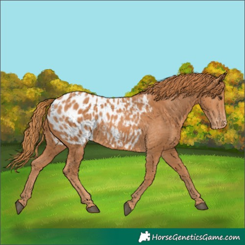 Horse Color:Chestnut Blanket Rabicano 