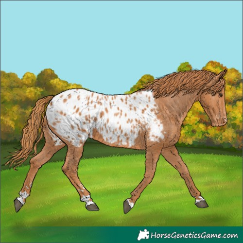 Horse Color:Chestnut Appaloosa 