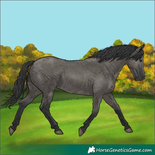 Horse Color:Grullo 