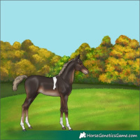 Horse Color:Liver Chestnut Tobiano Rabicano