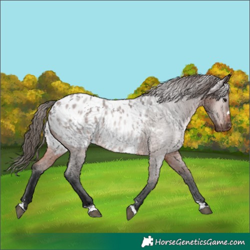 Horse Color:Gray Bay Roan Blanket 