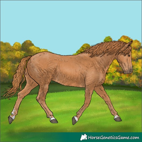 Horse Color:Chestnut 