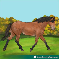 Horse Color:Bay 