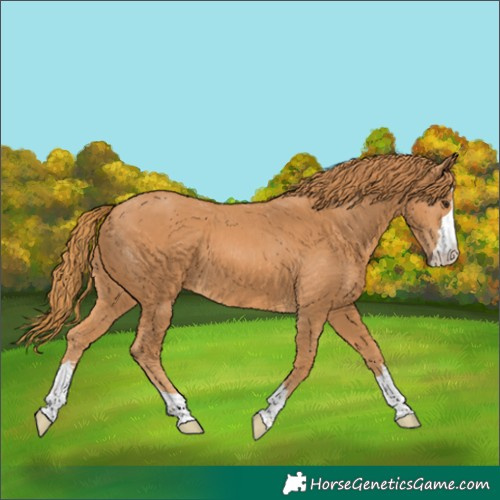 Horse Color:Chestnut 