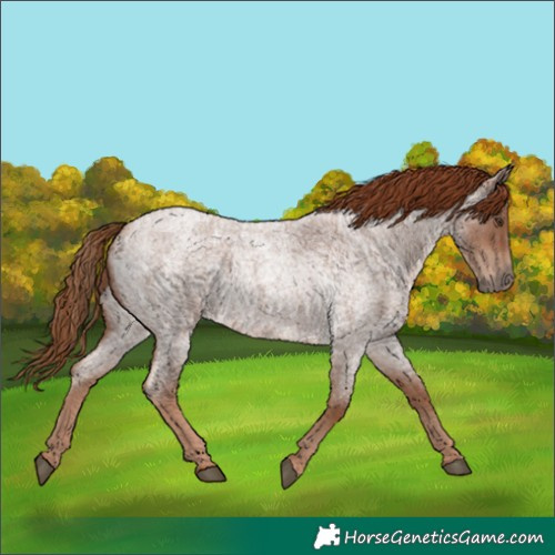 Horse Color:Red Roan 