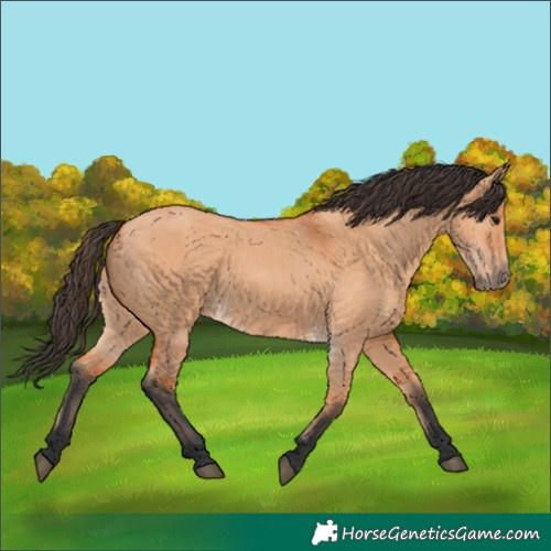 Horse Color:Bay Dun 