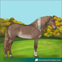 Horse Color:Liver Red Dun Tobiano Rabicano 