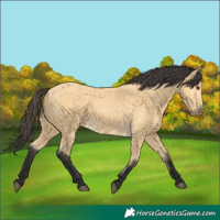 Horse Color:Buckskin 