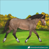 Horse Color:Bay Dun 
