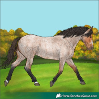 Horse Color:Bay Roan 
