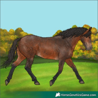 Horse Color:Bay 
