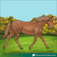 Horse Color:Chestnut 
