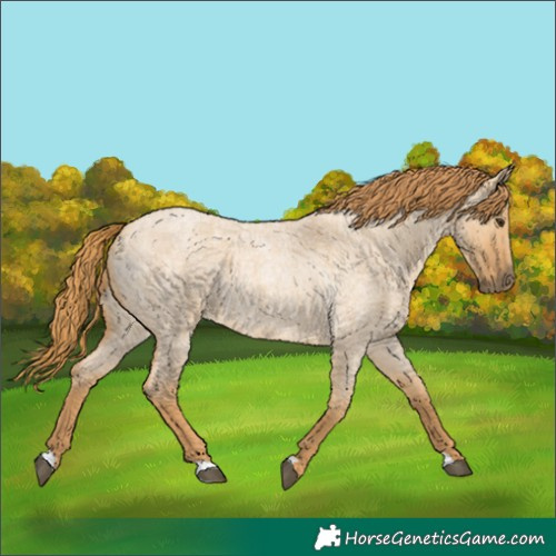 Horse Color:Red Dun Roan 