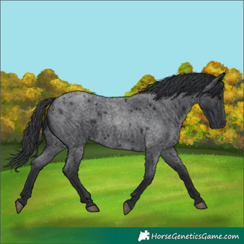Horse Color:Blue Roan 