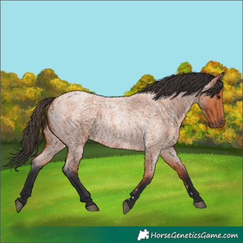 Horse Color:Bay Roan 