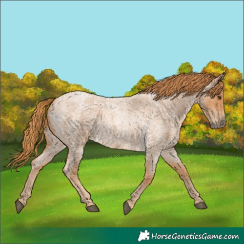 Horse Color:Red Roan 