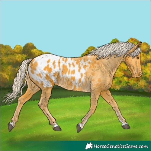 Horse Color:Palomino Blanket 