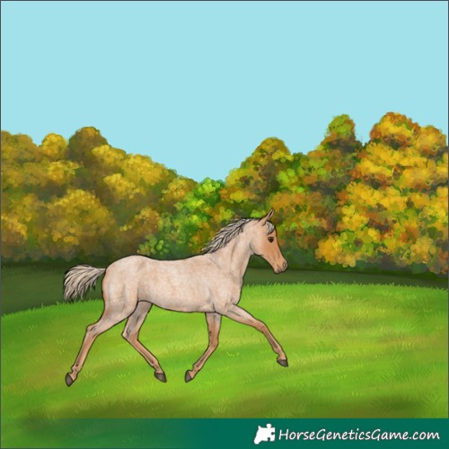 Horse Color:Red Roan 