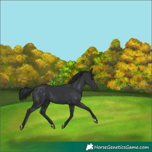 Horse Color:Black 