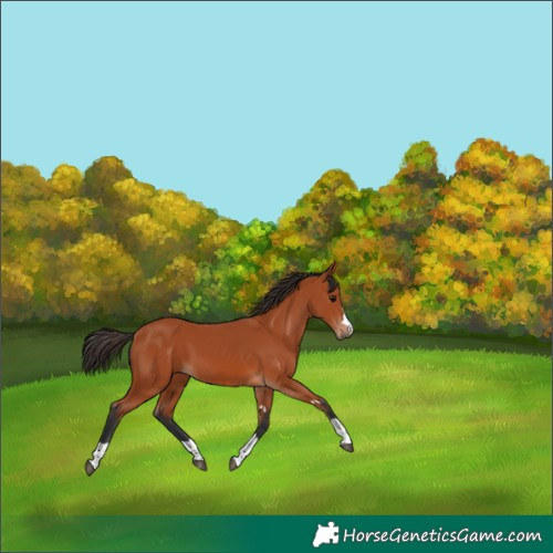Horse Color:Bay 