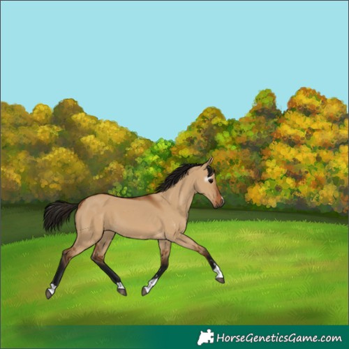 Horse Color:Gray Bay Dun 