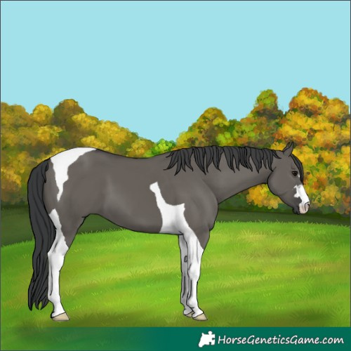 Horse Color:Grullo Tobiano
