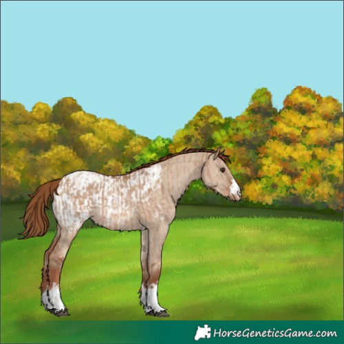 Horse Color:Red Dun Appaloosa  and Red Dun Appaloosa 