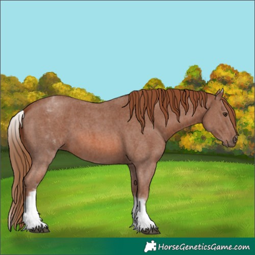 Horse Color:White Spotted Chestnut Sabino 