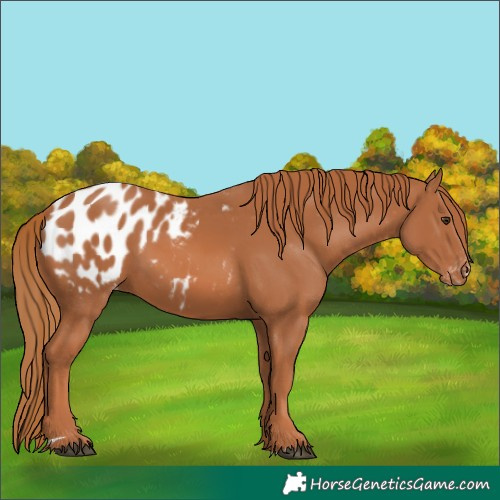Horse Color:Chestnut Blanket 