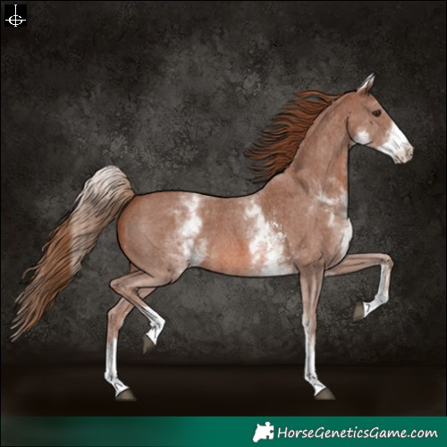 Horse Color:White Spotted Chestnut Sabino