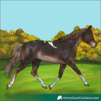 Horse Color:Liver Chestnut Tobiano Rabicano 