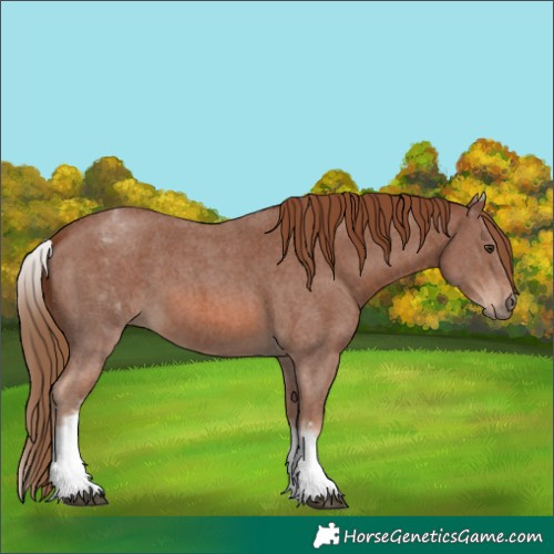 Horse Color:White Spotted Chestnut Sabino 