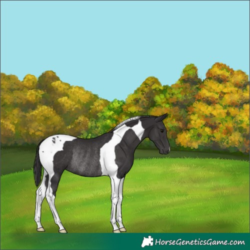 Horse Color:Smoky Black Tobiano Rabicano 