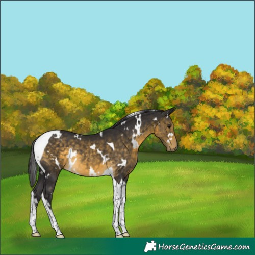 Horse Color:White Spotted Buckskin Tobiano Rabicano 
