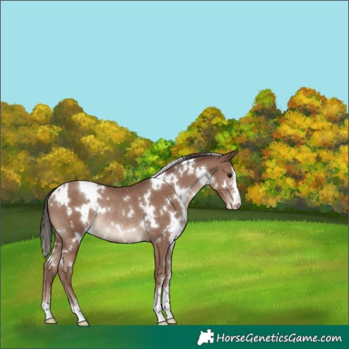 Horse Color:White Spotted Classic Champagne Rabicano 