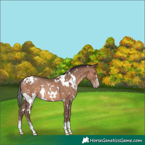 Horse Color:White Spotted Sable Champagne Rabicano 