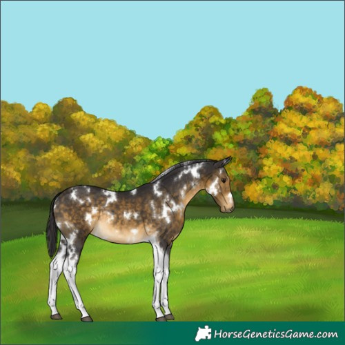 Horse Color:White Spotted Buckskin Tobiano Rabicano 