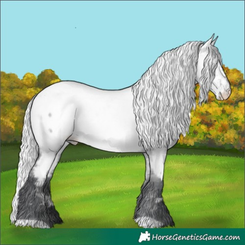 Horse Color:White Spotted Silver Grullo Chinchilla Appaloosa 